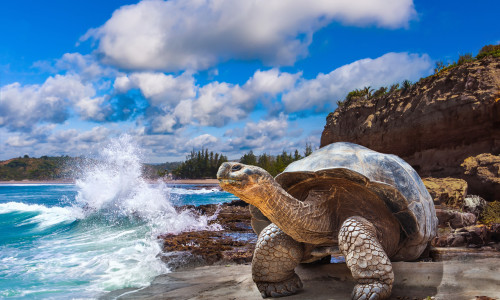 Galapagos,Islands.,Galapagos,Tortoise.,Big,Turtle.,Ecuador.