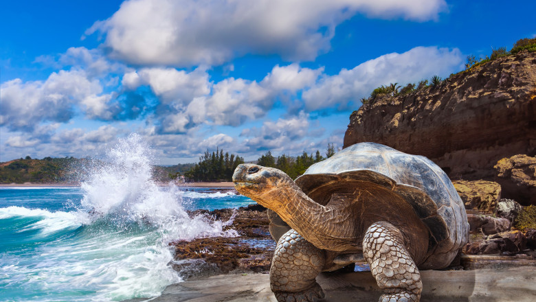 Galapagos,Islands.,Galapagos,Tortoise.,Big,Turtle.,Ecuador.