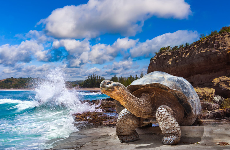 Galapagos,Islands.,Galapagos,Tortoise.,Big,Turtle.,Ecuador.