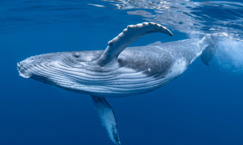 Balene/ Shutterstock