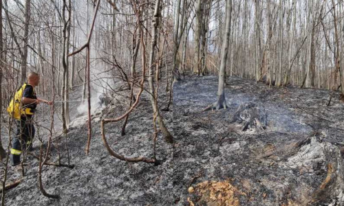 incendiu padure valea doftanei