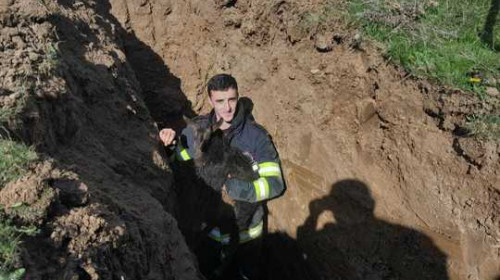 Pompierii s-au chinuit patru ore pentru a salvat un ied căzut într-o canalizare dezafectată/ Foto: News.ro