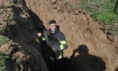 Pompierii s-au chinuit patru ore pentru a salvat un ied căzut într-o canalizare dezafectată/ Foto: News.ro