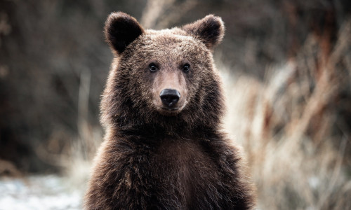 Portrait,Of,A,Young,Brown,Bear,In,The,Forest.,Looking