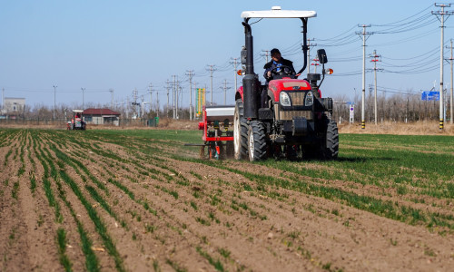Grâu, agricultură