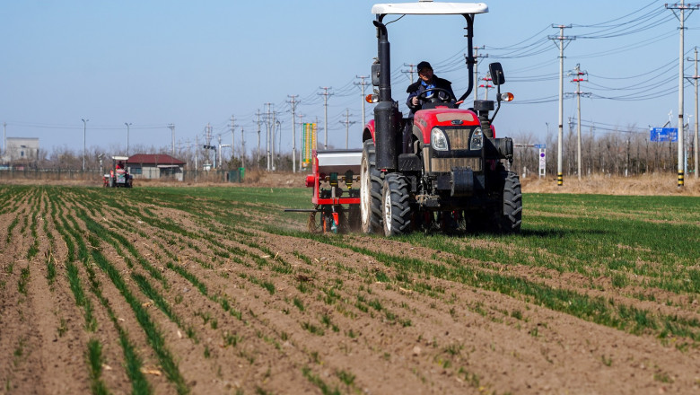 Grâu, agricultură