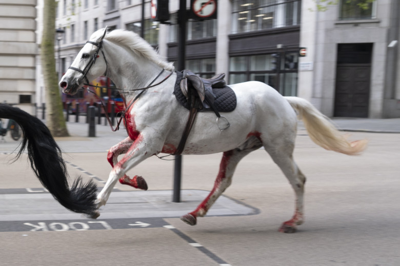 Mai mulţi cai din cavaleria regală au scăpat liberi pe stradă în Londra/ Profimedia