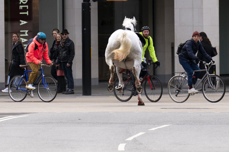 Mai mulţi cai din cavaleria regală au scăpat liberi pe stradă în Londra/ Profimedia