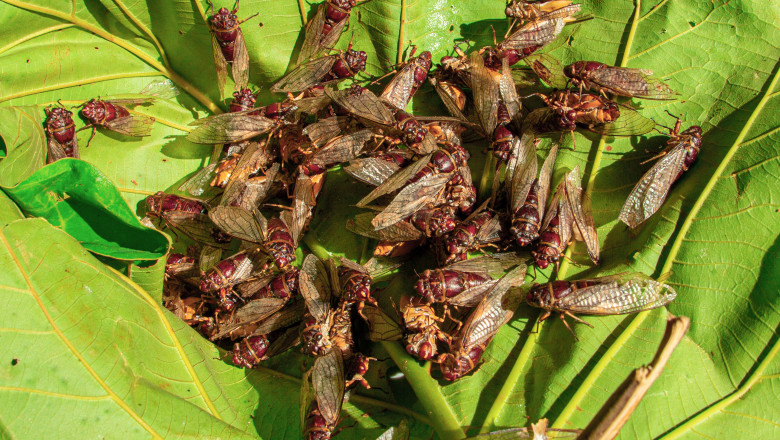 A,Large,Group,Of,Cicadas,Spreading,Their,Wings,And,Swarming