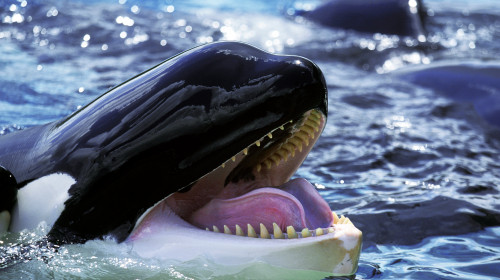 Killer,Whale,,Orcinus,Orca,,Adult,With,Open,Mouth