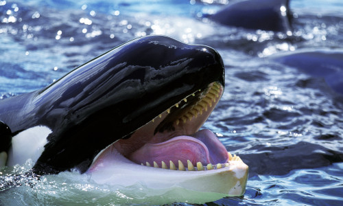 Killer,Whale,,Orcinus,Orca,,Adult,With,Open,Mouth