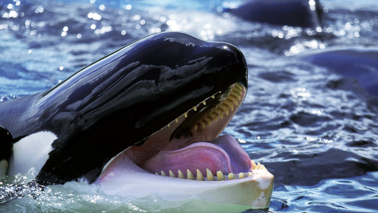 Killer,Whale,,Orcinus,Orca,,Adult,With,Open,Mouth