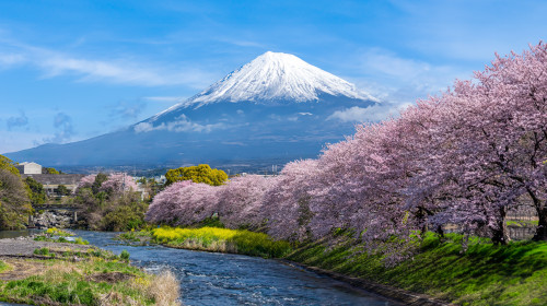 Panorama,View,Of,Mountain,Fuji,In,Japan,During,Cherry,Blossom