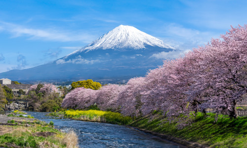 Panorama,View,Of,Mountain,Fuji,In,Japan,During,Cherry,Blossom