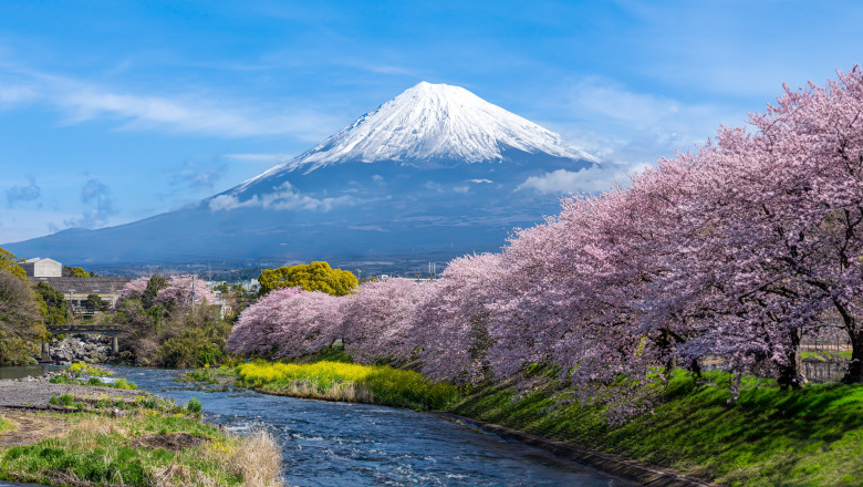 Panorama,View,Of,Mountain,Fuji,In,Japan,During,Cherry,Blossom