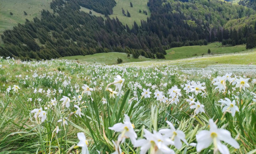 narcise-parcul rodnei