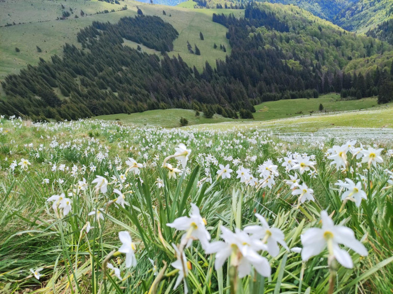 narcise-parcul rodnei