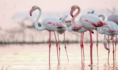 Beautiful,Flamingo,Near,Back,Water.,Wall,Mounting,Of,Flamingo,Bird.