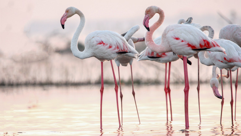 Beautiful,Flamingo,Near,Back,Water.,Wall,Mounting,Of,Flamingo,Bird.