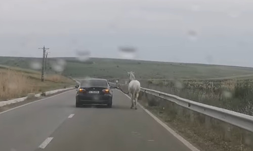 Cal plimbat cu BMW-ul, pe un drum din Moldova