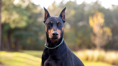 caine doberman