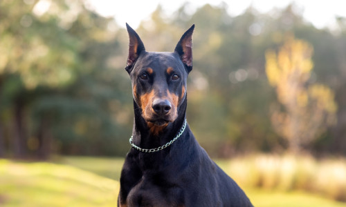 caine doberman