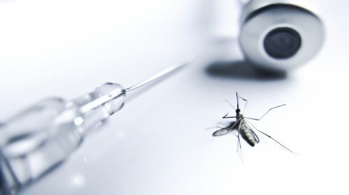 Primul vaccin împotriva febrei cauzate de virusul Chikungunya va fi autorizat și în Uniunea Europeană/ Shutterstock