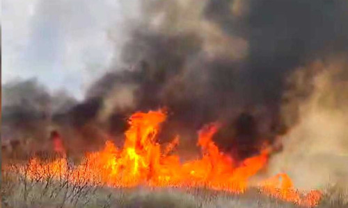 Incendiu de vegetaţie în apropiere de A2 / Foto: News.ro