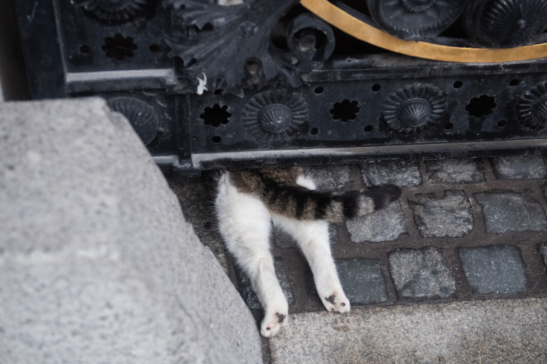 Larry The Cat - Wednesday 14 February - Downing Street, London