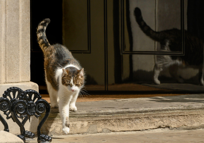 Larry the Cat - Chief Mouser to the Cabinet Office since 2011 - venturing out into Downing Street, 1st May 2024