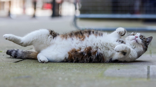 Larry The Cat Downing Street