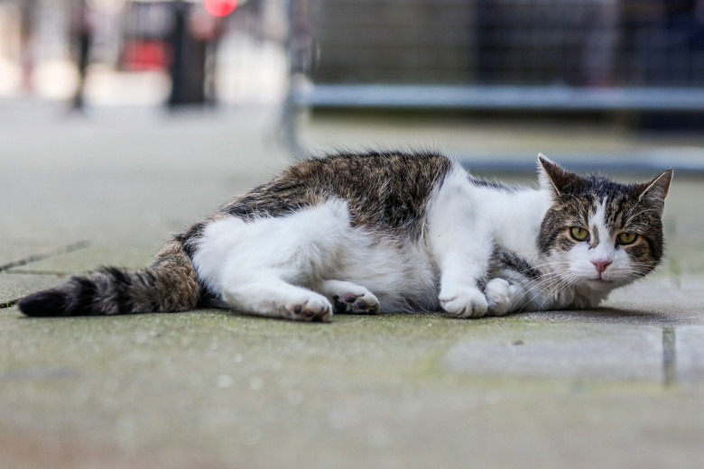 Larry The Cat Downing Street
