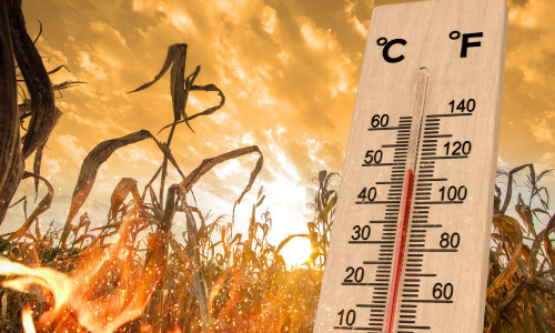 Hot,Weather,And,Crop,Loss,Concept.,Heatwaves,Impact,Agriculture.