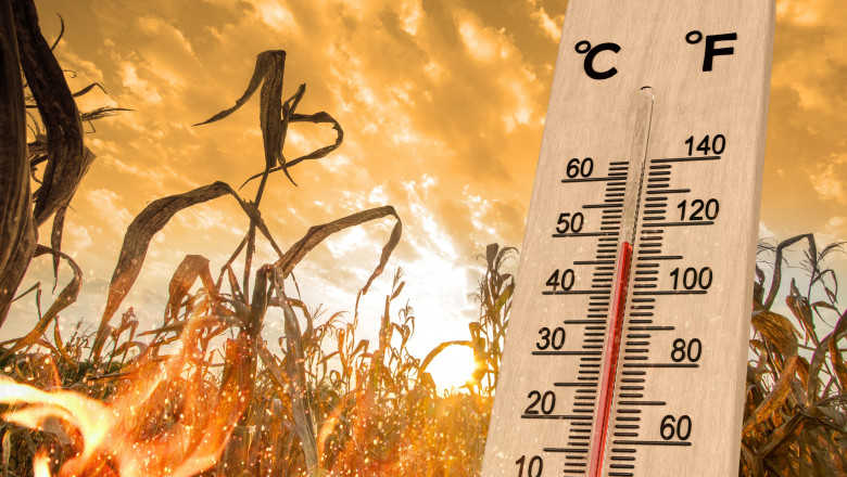 Hot,Weather,And,Crop,Loss,Concept.,Heatwaves,Impact,Agriculture.