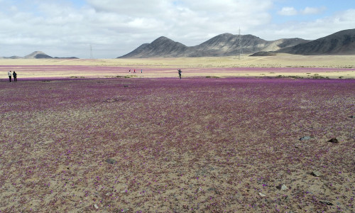 Deşertul Atacama din Chile profimedia-0888886977