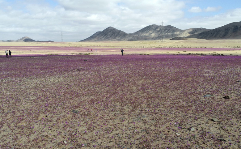 Deşertul Atacama din Chile profimedia-0888886977