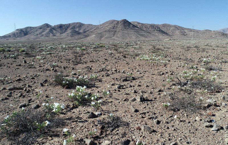 Aerial view of the Atacama Desert covered by flowers in Copiapo, Chile, taken on July 10, 2024. The Atacama Desert, the driest desert on the planet, was dressed in a suit of purple and white flowers several kilometers long this week, which appeared thanks to the unusual rains recorded in that area of northern Chile.,Image: 888886966, License: Rights-managed, Restrictions: , Model Release: no