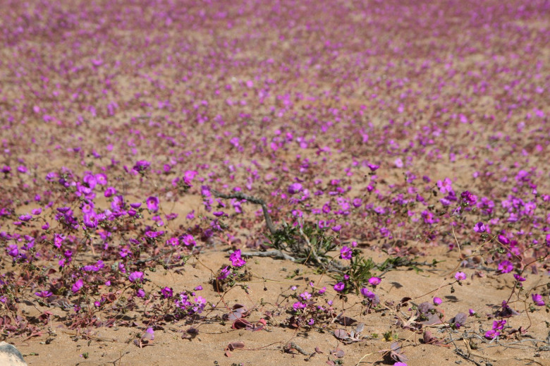 Deşertul Atacama din Chile profimedia-0888886969