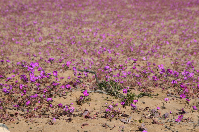 View of the Atacama Desert covered by flowers in Copiapo, Chile, taken on July 10, 2024. The Atacama Desert, the driest desert on the planet, was dressed in a suit of purple and white flowers several kilometers long this week, which appeared thanks to the unusual rains recorded in that area of northern Chile.,Image: 888886969, License: Rights-managed, Restrictions: , Model Release: no