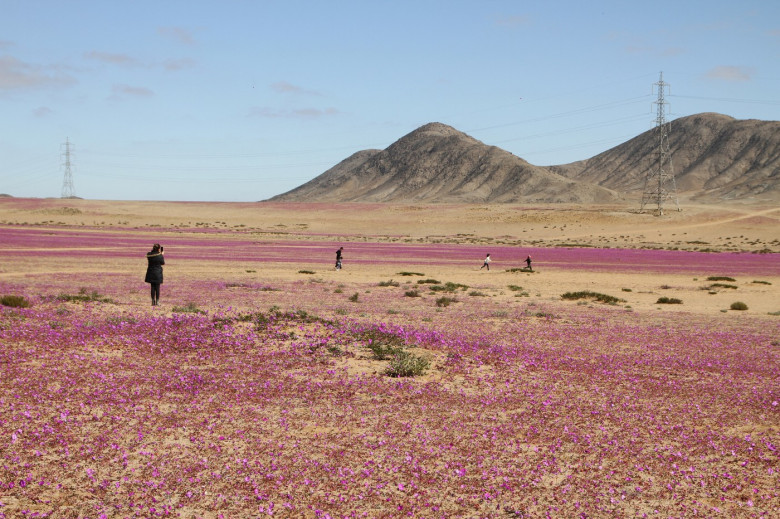 Deşertul Atacama din Chile profimedia-0888886975