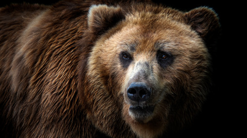 Front,View,Of,Brown,Bear,Isolated,On,Black,Background.,Portrait