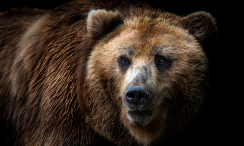 Front,View,Of,Brown,Bear,Isolated,On,Black,Background.,Portrait