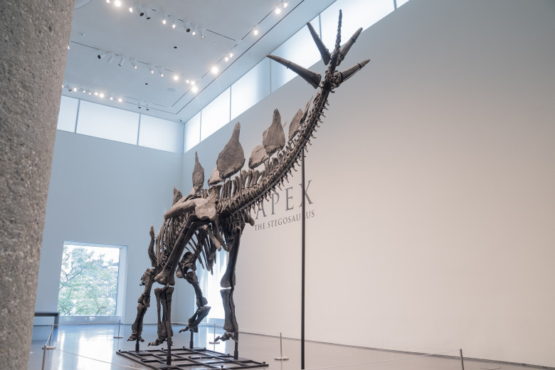 Press preview for 'Apex' The 150-Million-Year-Old Stegosaurus auction