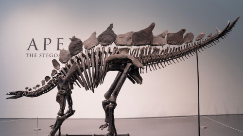 Press preview for 'Apex' The 150-Million-Year-Old Stegosaurus at Sotheby's auction house in New York on July 10, 2024