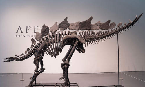 Press preview for 'Apex' The 150-Million-Year-Old Stegosaurus at Sotheby's auction house in New York on July 10, 2024