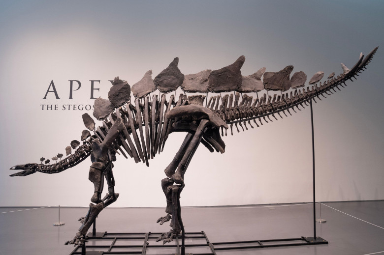 Press preview for 'Apex' The 150-Million-Year-Old Stegosaurus at Sotheby's auction house in New York on July 10, 2024