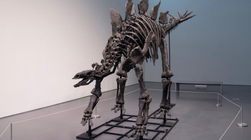 Press preview for 'Apex' The 150-Million-Year-Old Stegosaurus at Sotheby's auction house in New York on July 10, 2024