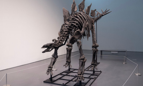 Press preview for 'Apex' The 150-Million-Year-Old Stegosaurus at Sotheby's auction house in New York on July 10, 2024