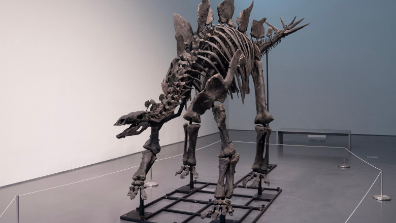 Press preview for 'Apex' The 150-Million-Year-Old Stegosaurus at Sotheby's auction house in New York on July 10, 2024