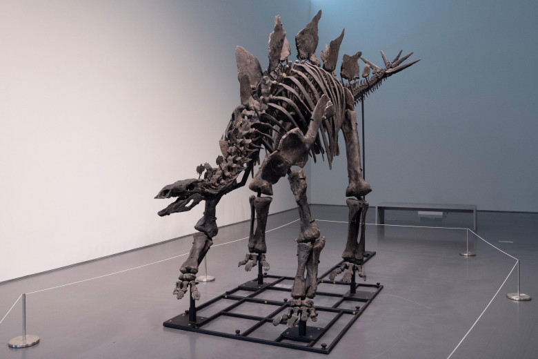 Press preview for 'Apex' The 150-Million-Year-Old Stegosaurus at Sotheby's auction house in New York on July 10, 2024